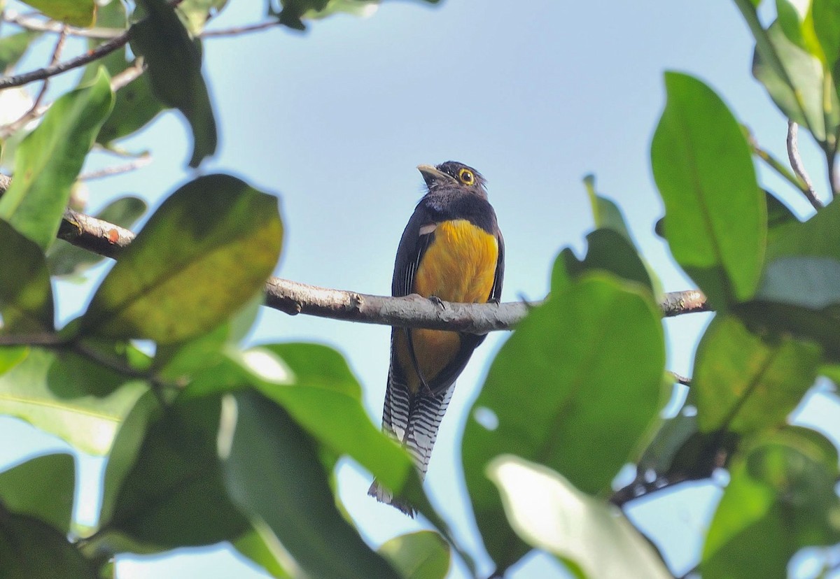 Guianan Trogon - ML621303027