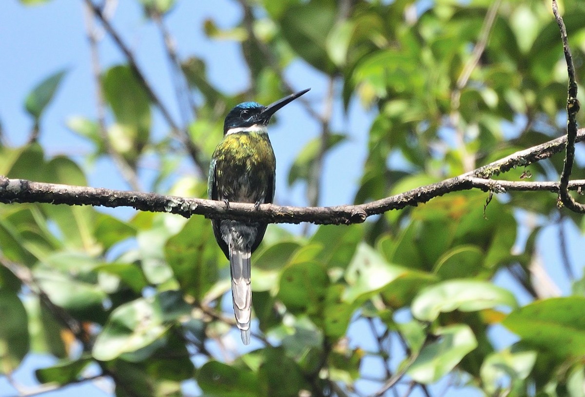 Bronzy Jacamar - ML621303035