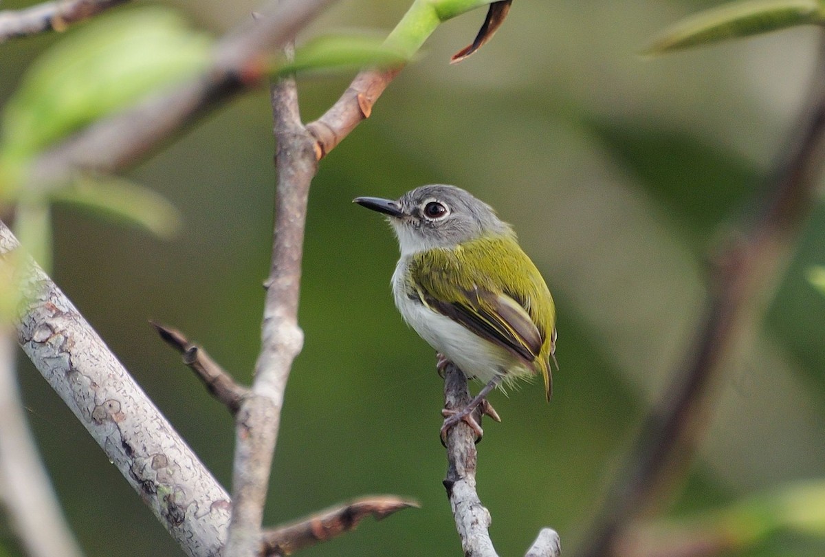 Short-tailed Pygmy-Tyrant - ML621303050