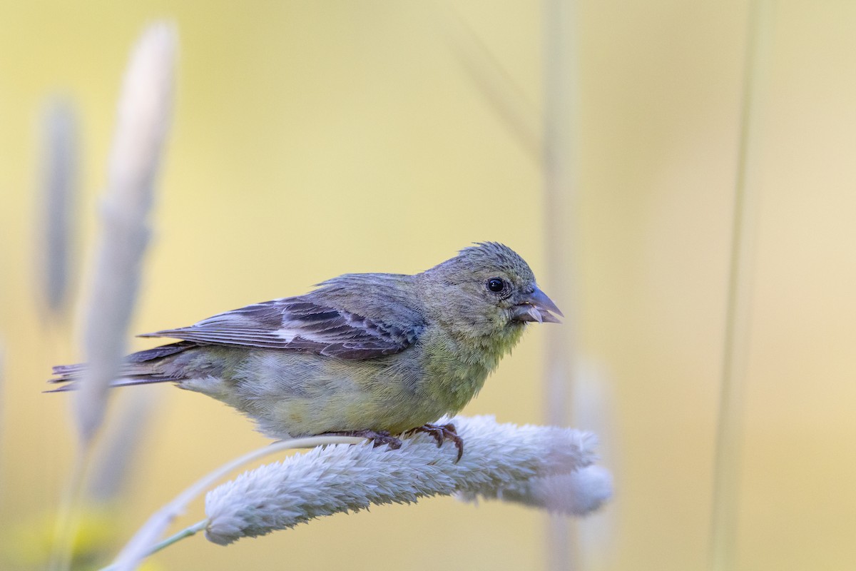 Lesser Goldfinch - ML621303051