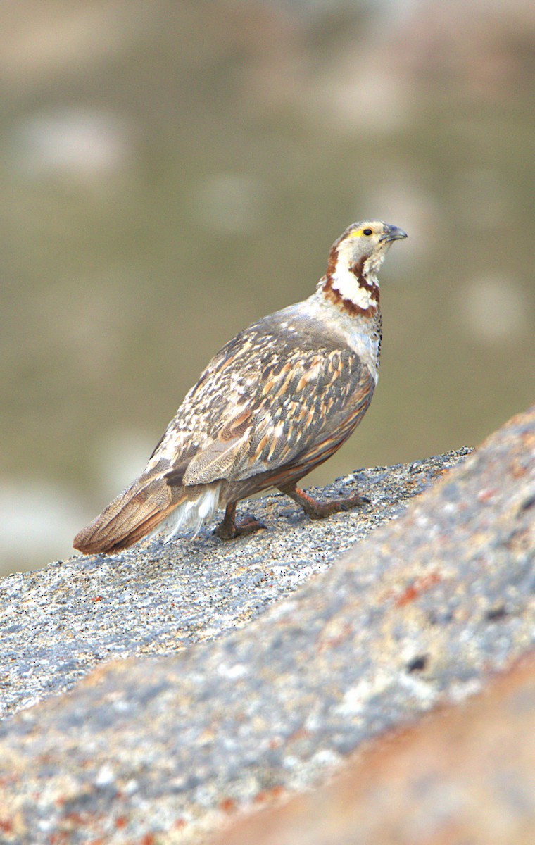 Himalayan Snowcock - ML621303158