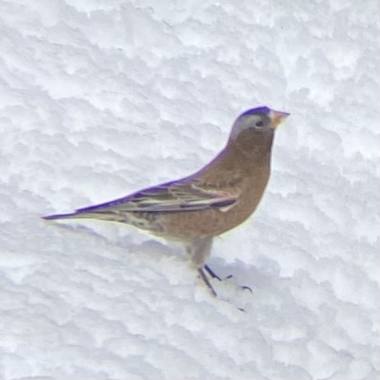 Gray-crowned Rosy-Finch (Gray-crowned) - ML621303325