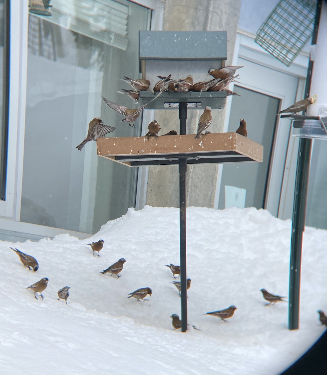 Gray-crowned Rosy-Finch (Gray-crowned) - ML621303326