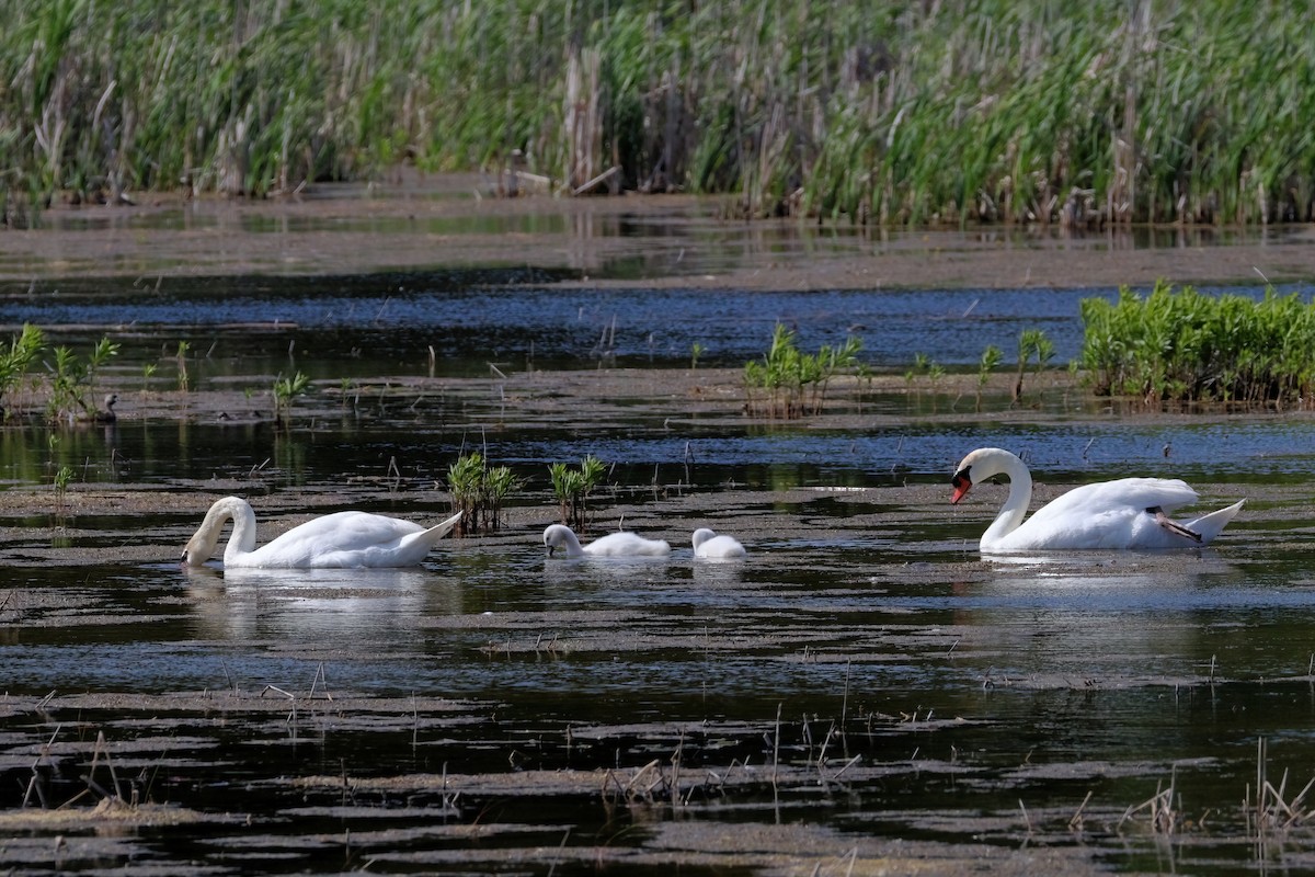 Mute Swan - ML621303405