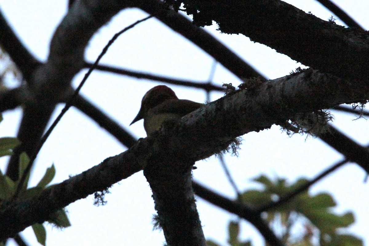 Golden-olive Woodpecker - Robert Gowan