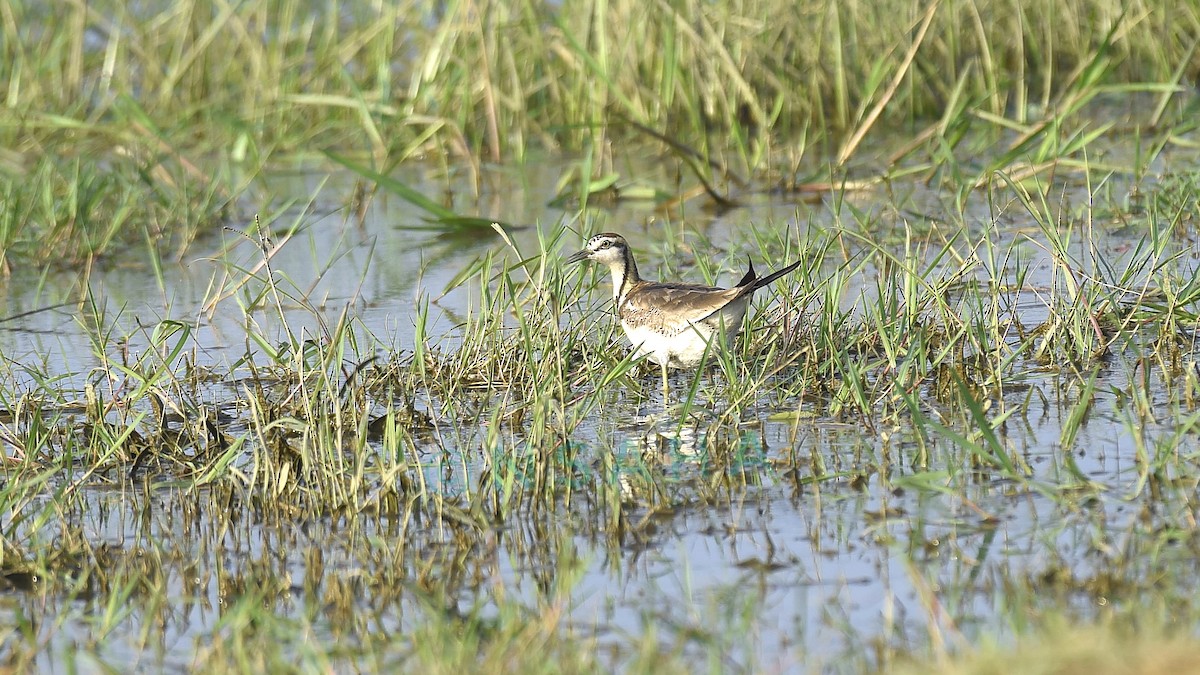 Pheasant-tailed Jacana - ML621303436