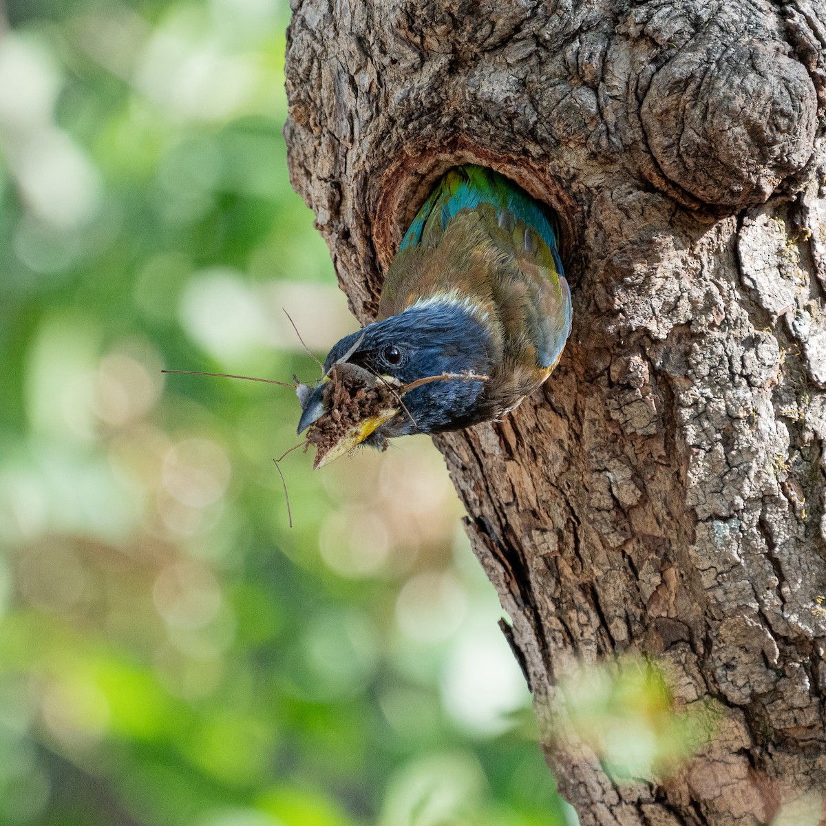 barbet velký - ML621303491