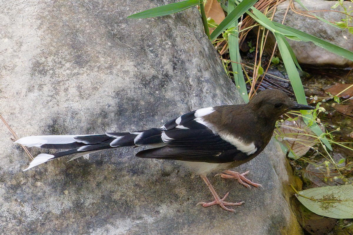 Spotted Forktail - ML621303513