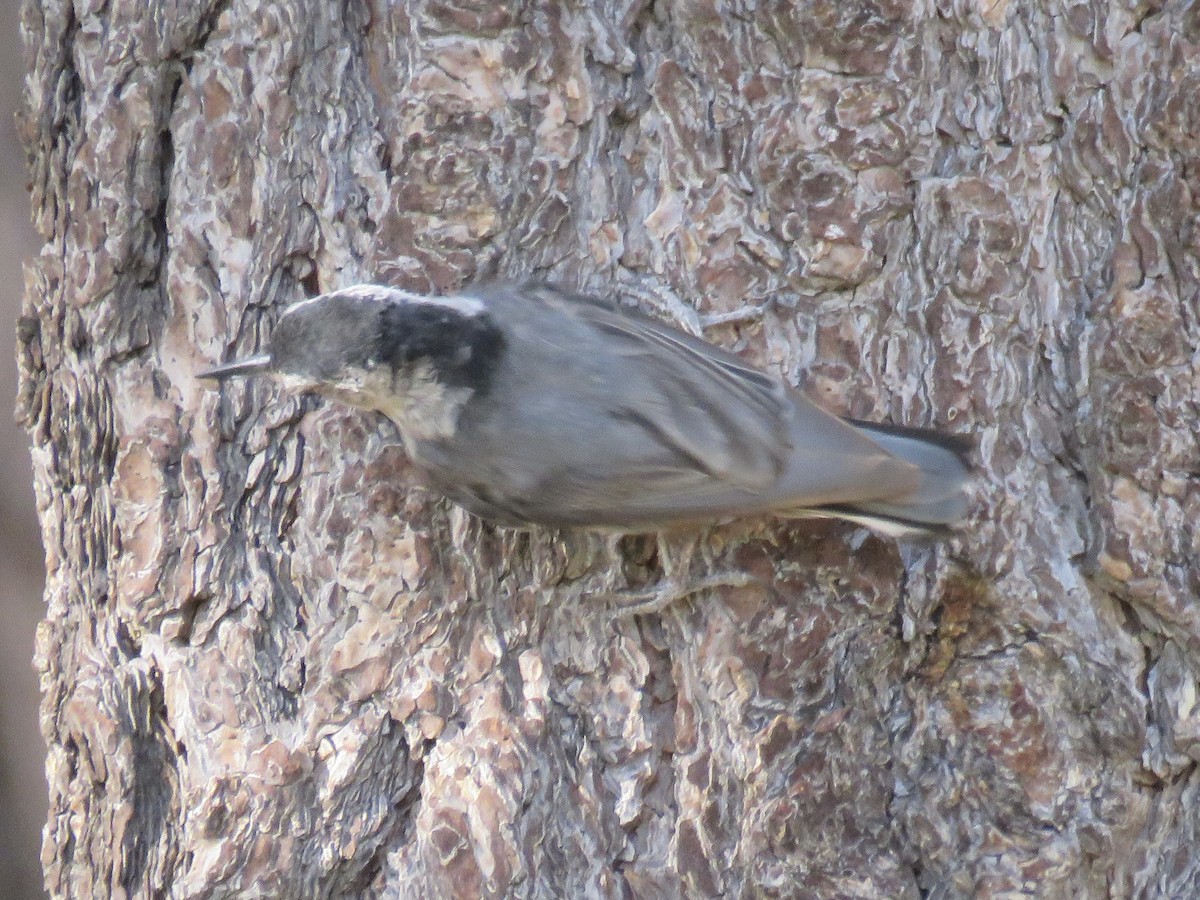 White-breasted Nuthatch - ML621303562
