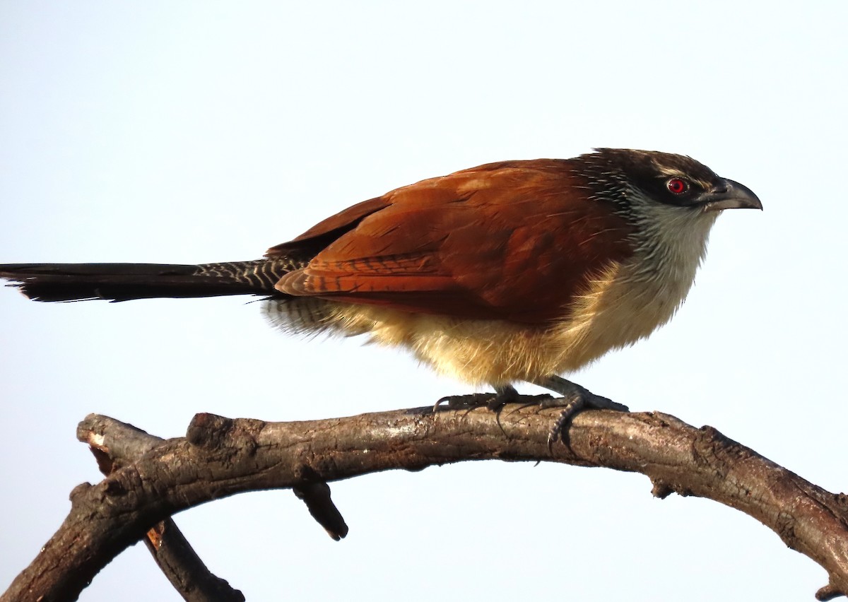 White-browed Coucal (Burchell's) - ML621303580