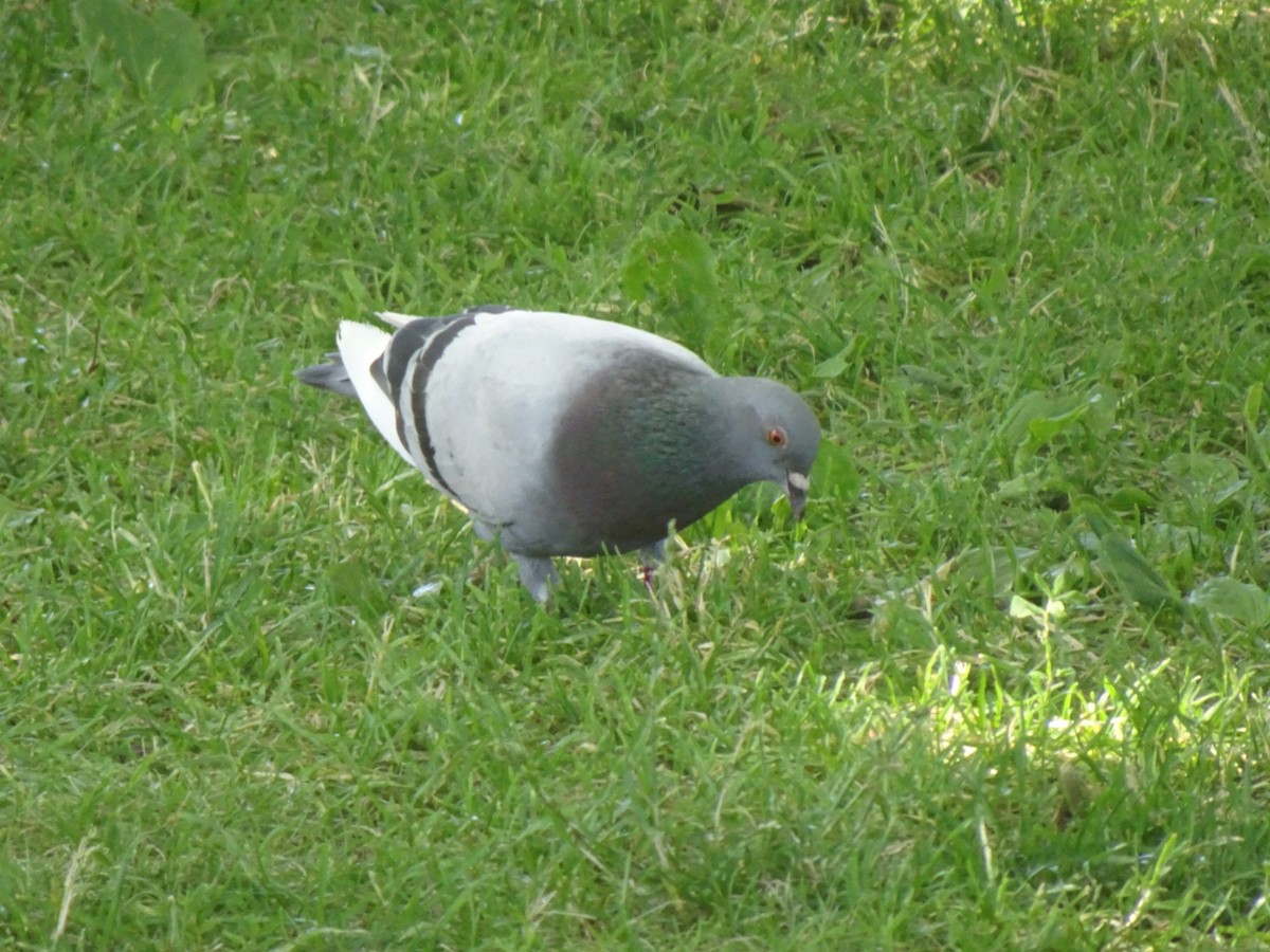 Rock Pigeon (Feral Pigeon) - ML621303807