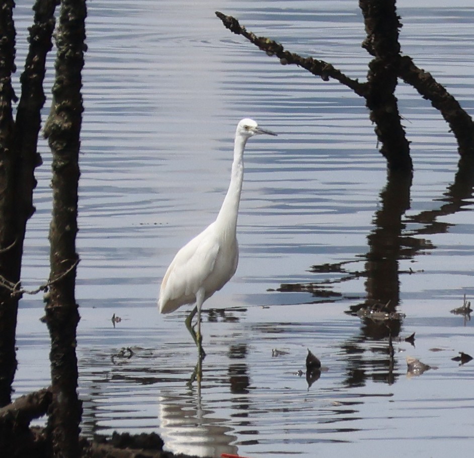 Little Egret - ML621303984