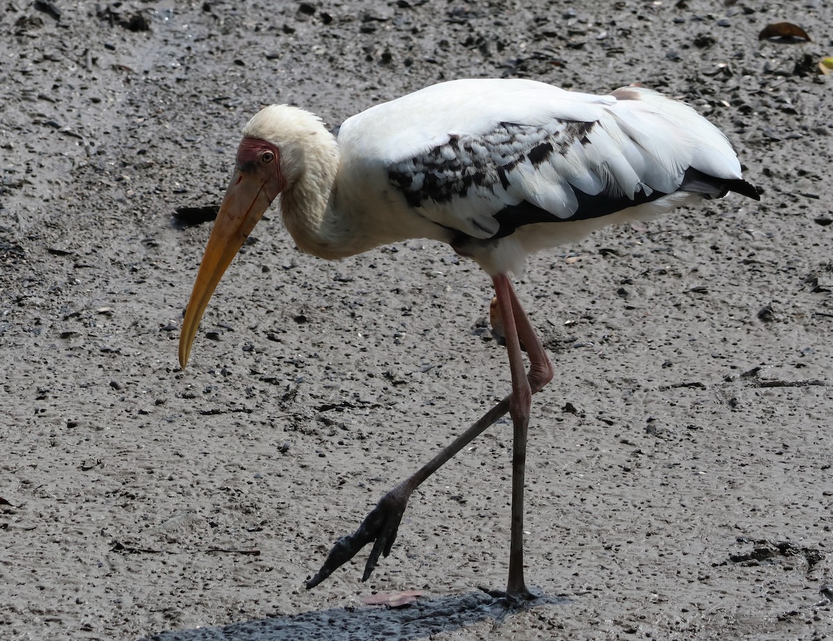 Painted Stork - ML621304009