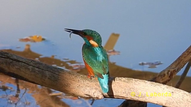 Common Kingfisher - ML621304010