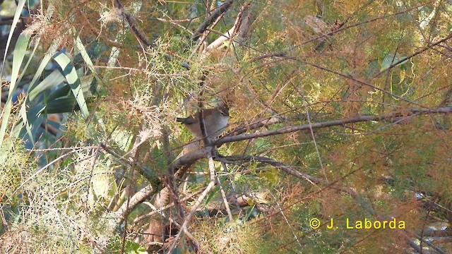 Cetti's Warbler - ML621304011