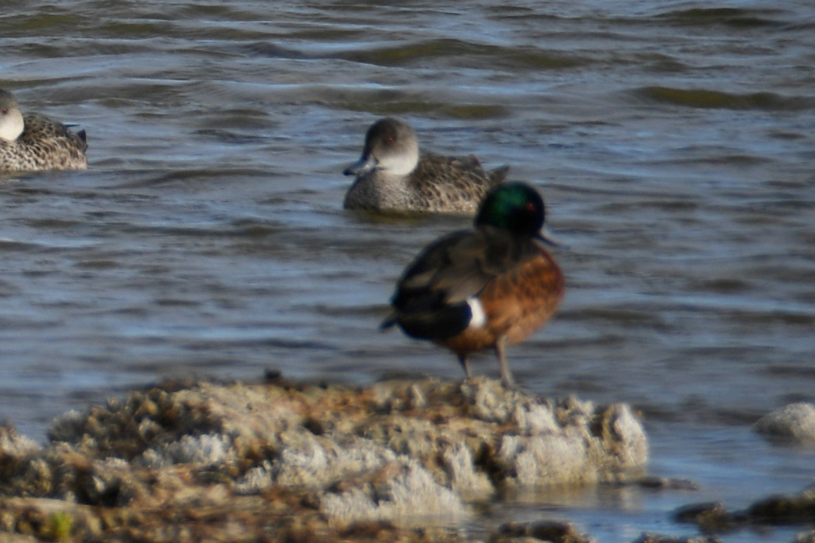 Chestnut Teal - ML621304042