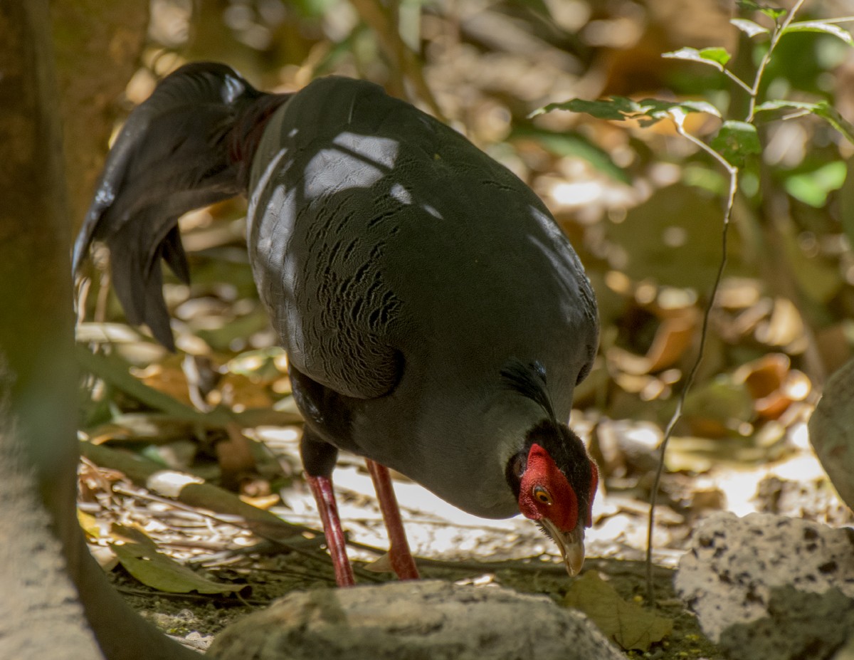 Siamese Fireback - ML621304194