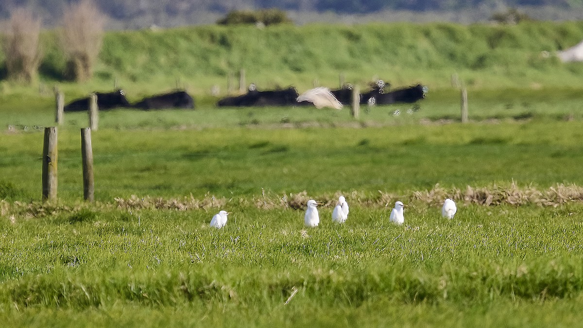 Eastern Cattle Egret - Gary & Robyn Wilson