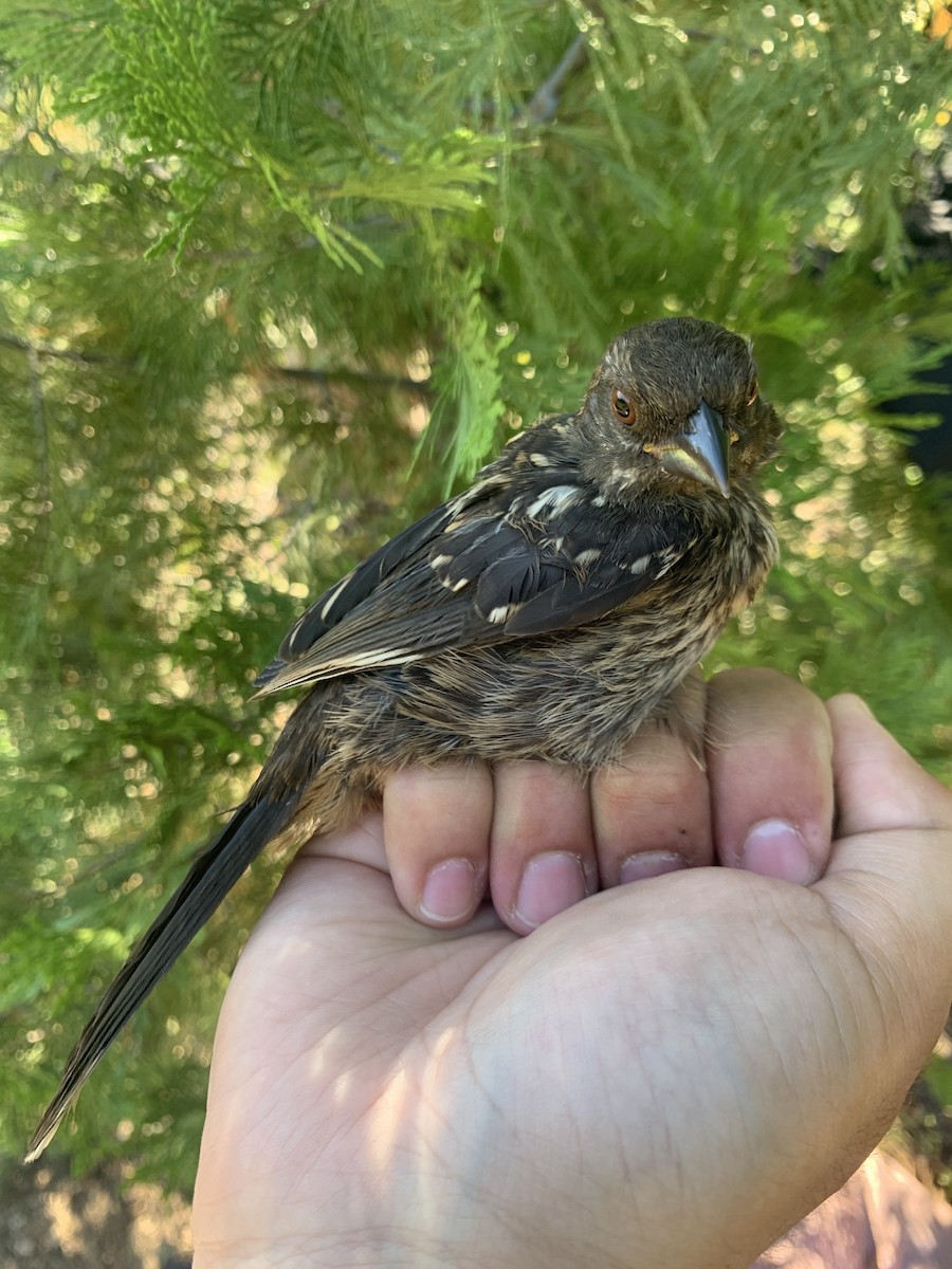 Spotted Towhee - ML621304392