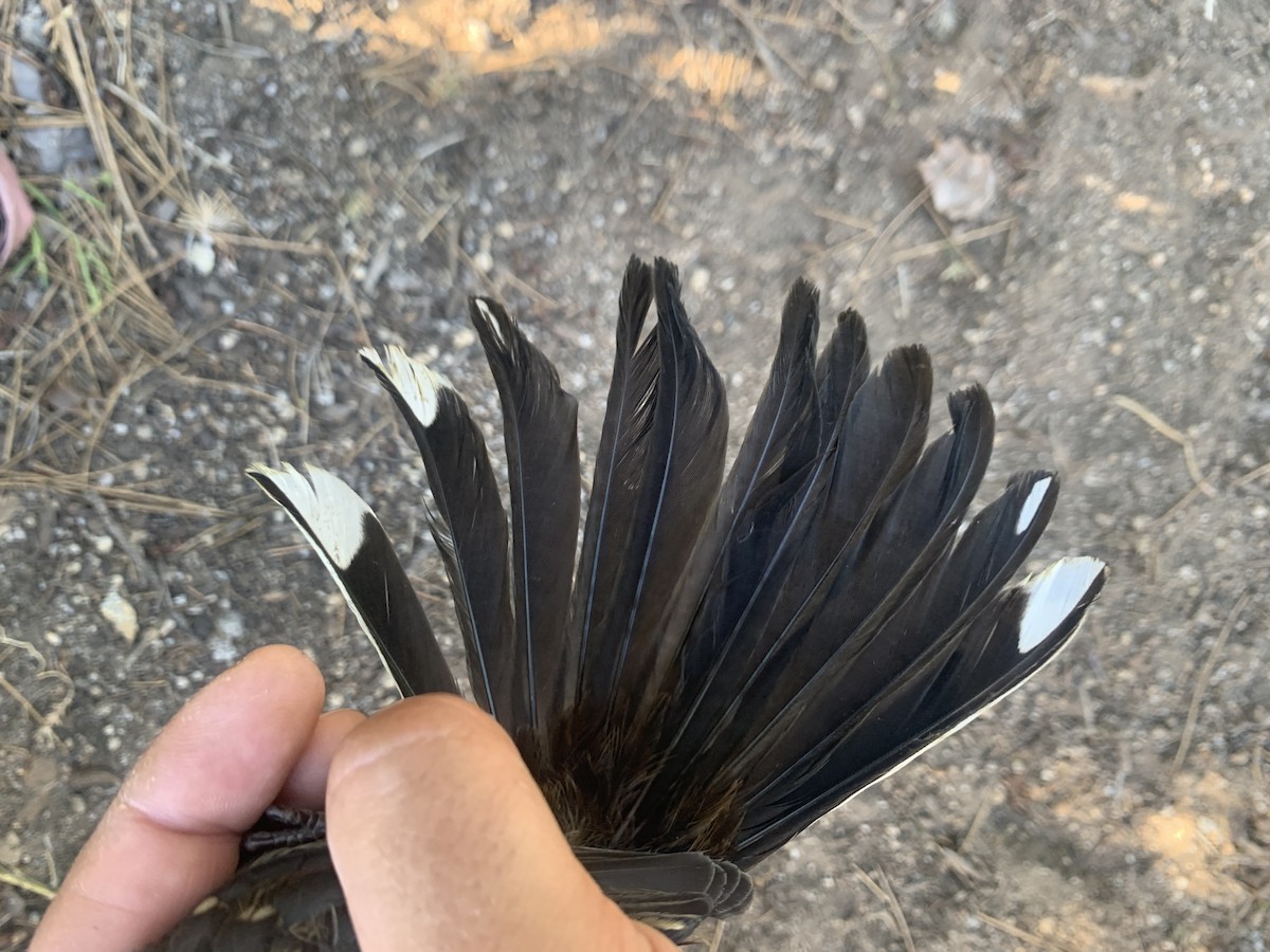 Spotted Towhee - ML621304393