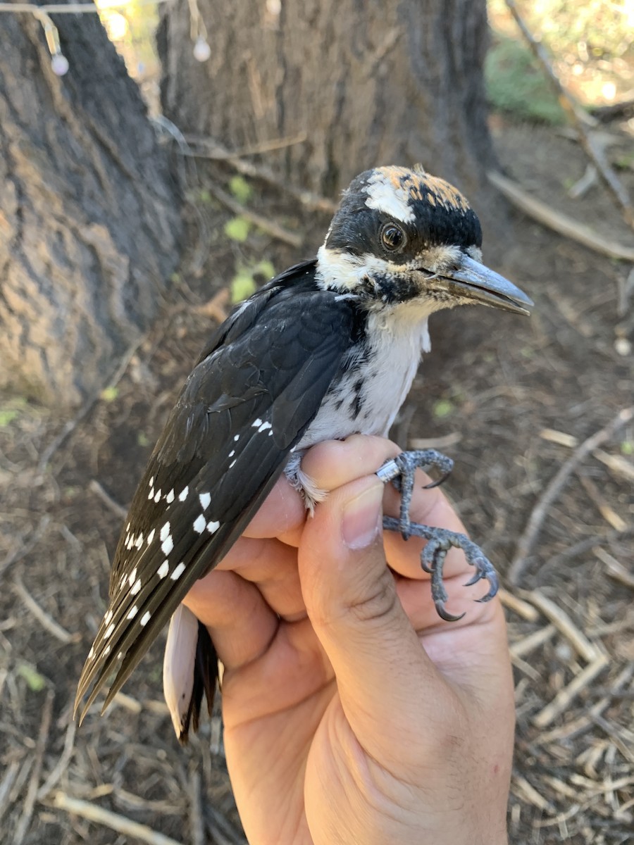 Hairy Woodpecker - ML621304466