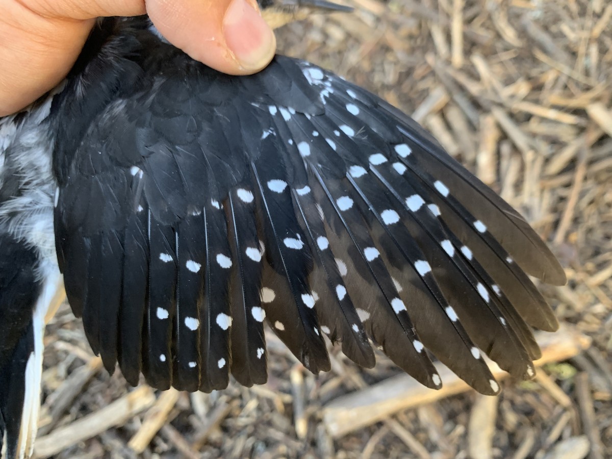 Hairy Woodpecker - ML621304467