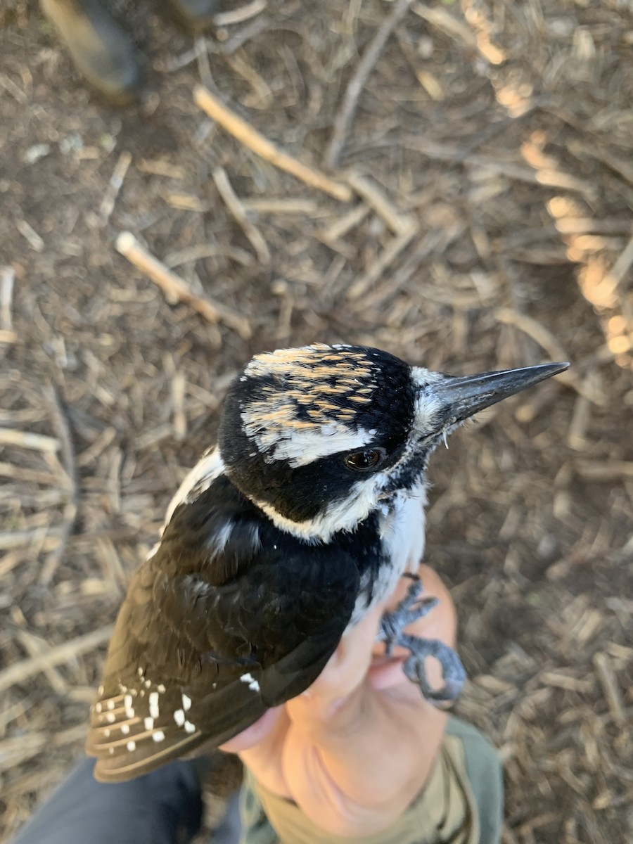 Hairy Woodpecker - ML621304469