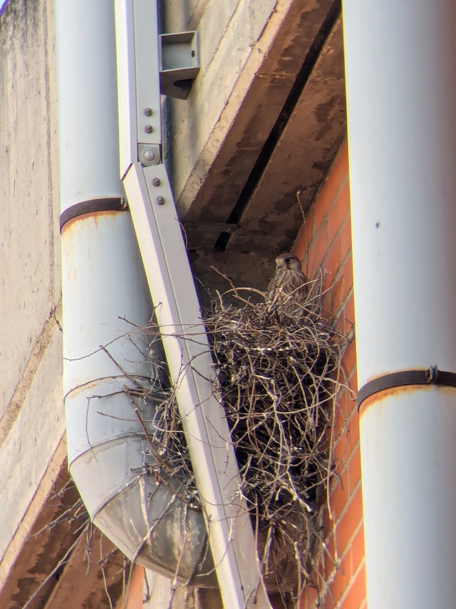 Eurasian Kestrel - ML621304491