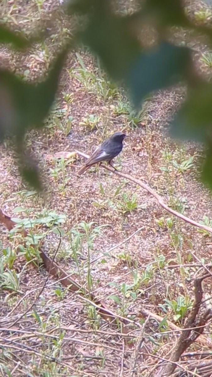 Black Redstart - Amanda Navine