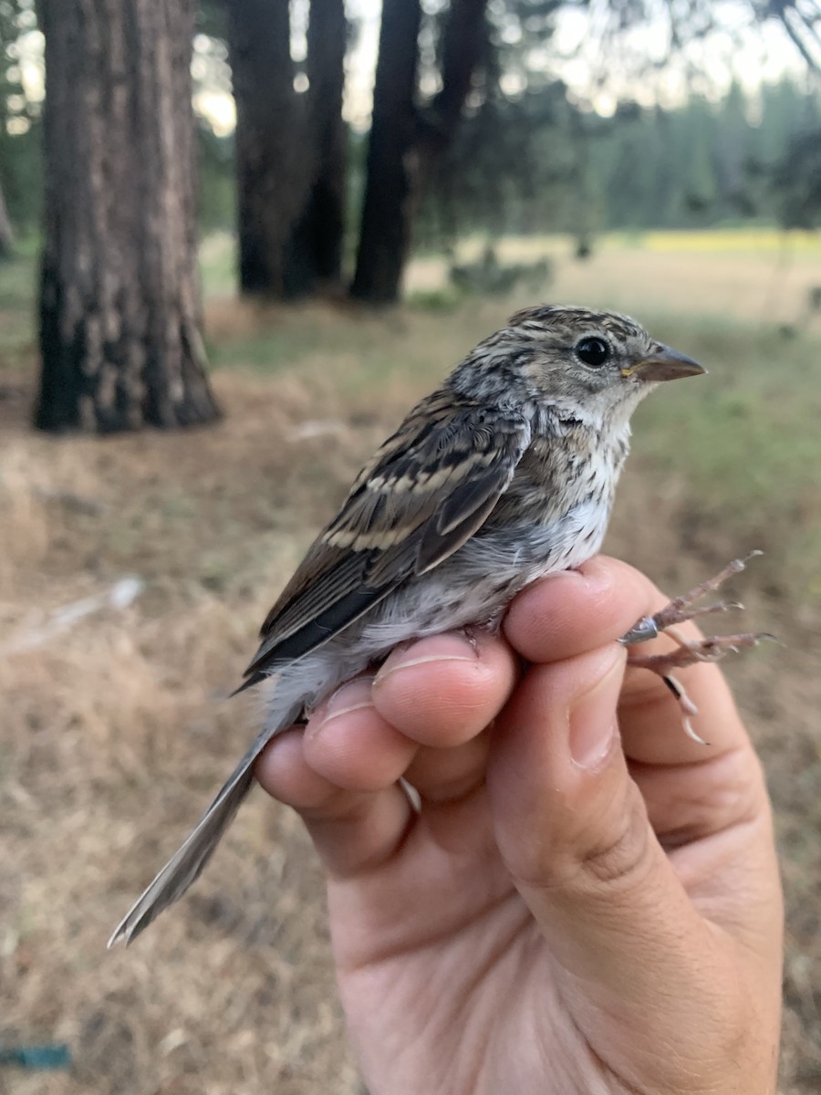 Chipping Sparrow - ML621304548