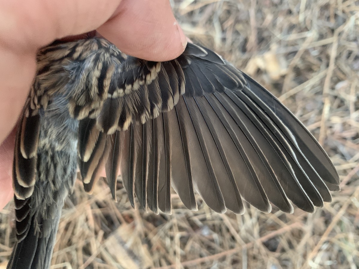 Chipping Sparrow - ML621304550