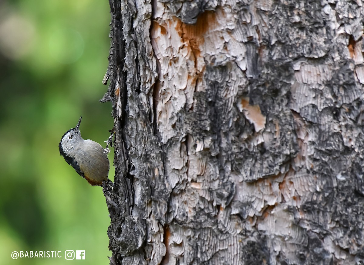White-cheeked Nuthatch - ML621304629