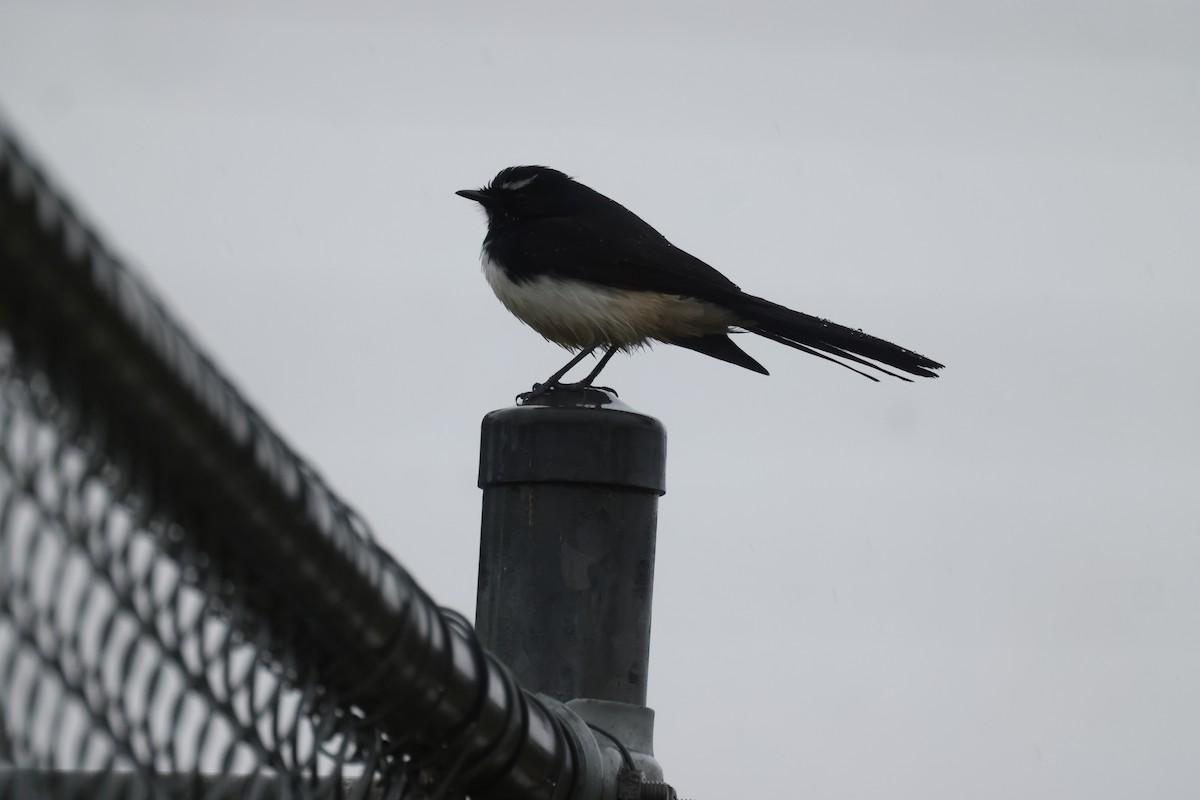 Willie-wagtail - ML621304641