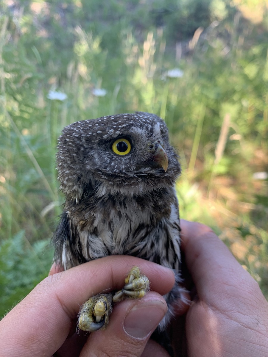 Northern Pygmy-Owl - ML621304647