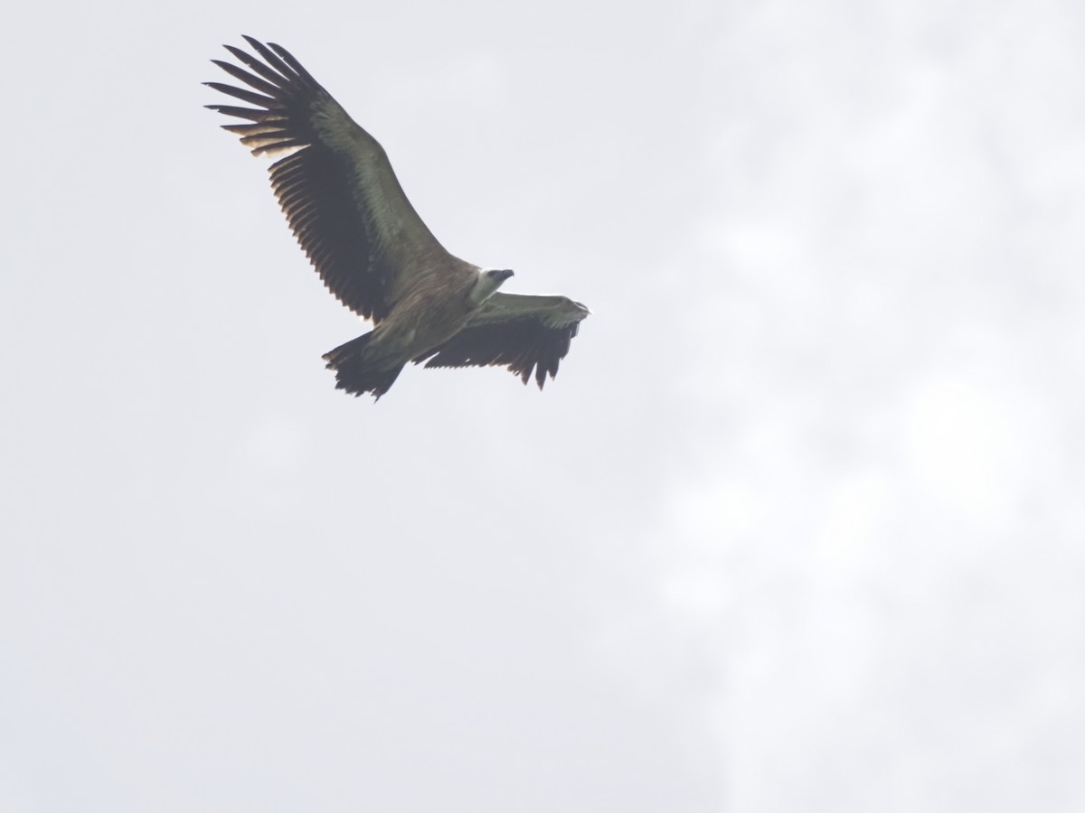 Eurasian Griffon - ML621304815