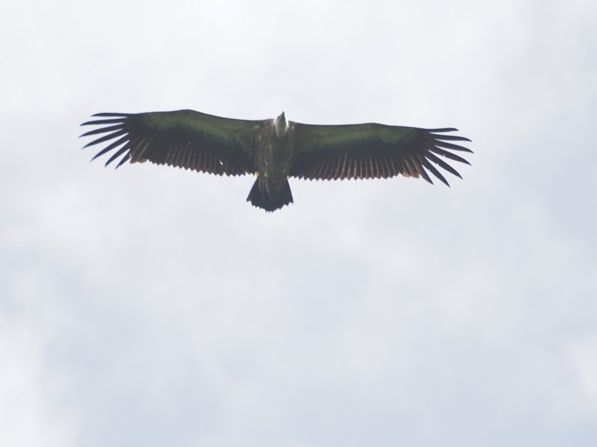 Eurasian Griffon - ML621304822