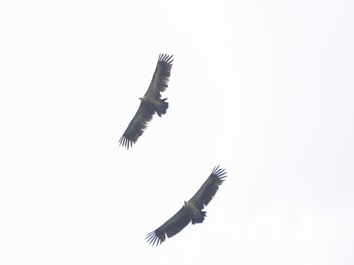 Eurasian Griffon - ML621304830