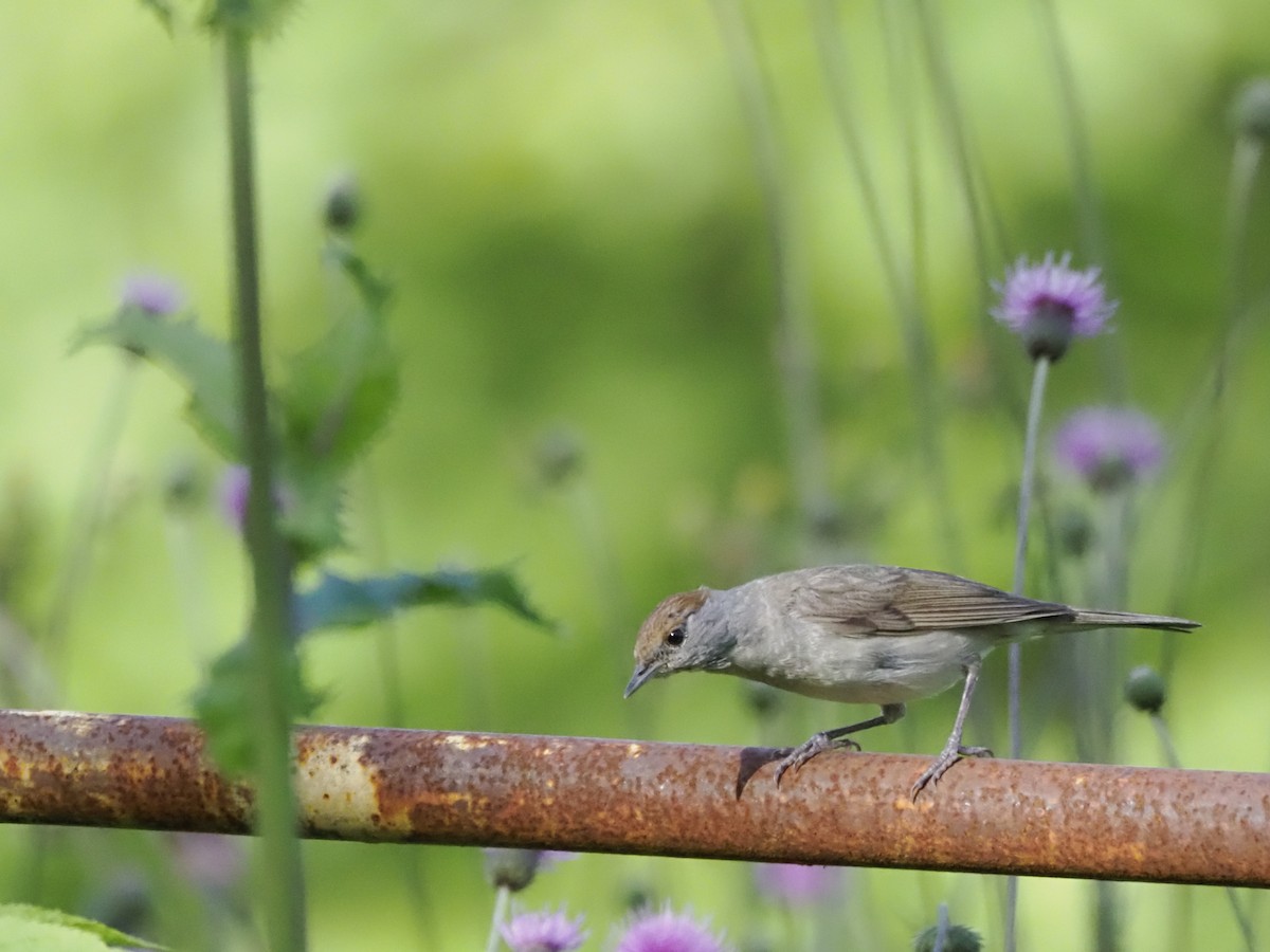 Eurasian Blackcap - ML621304863