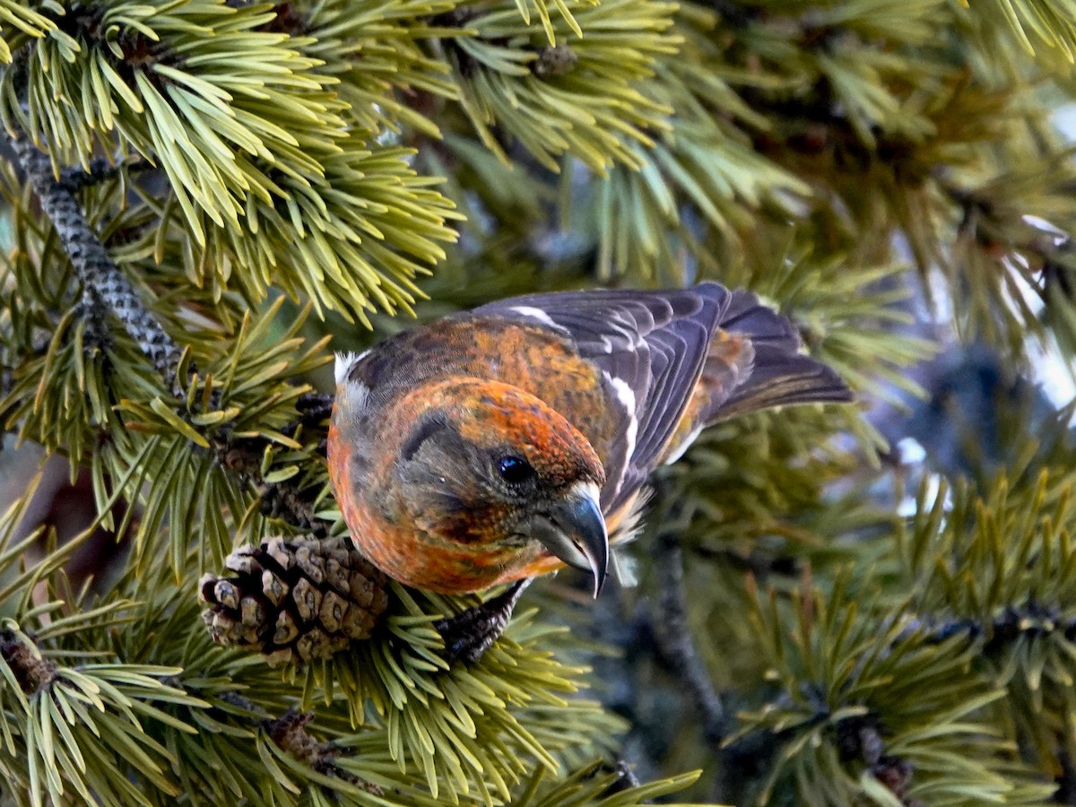 White-winged Crossbill - ML621304912