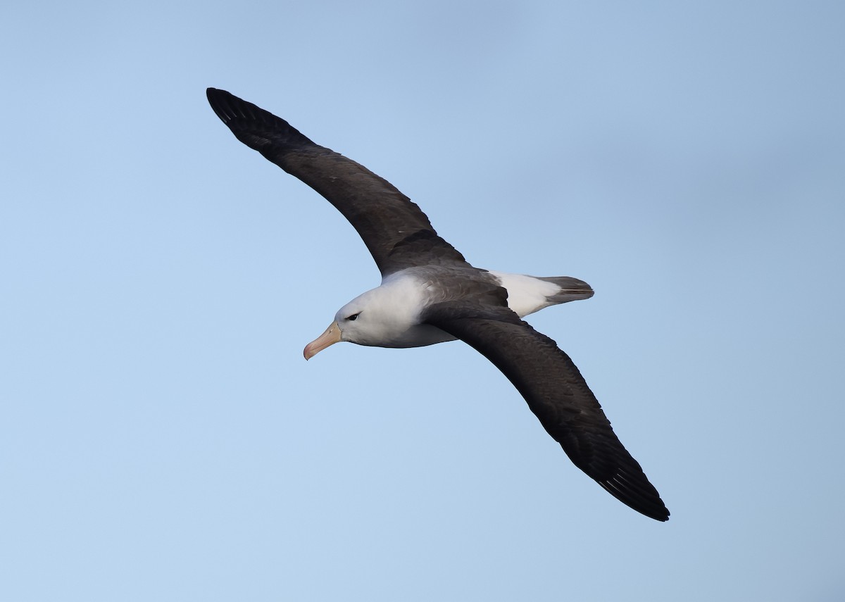 Чернобровый альбатрос (melanophris) - ML621304971
