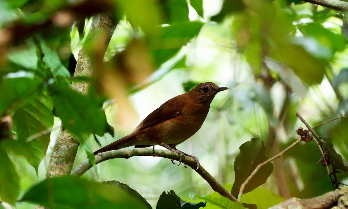 Hauxwell's Thrush - ML621304974