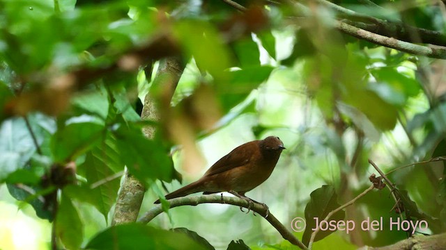 Hauxwell's Thrush - ML621304975