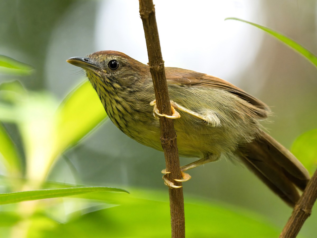 Pin-striped Tit-Babbler - Evelyn Lee