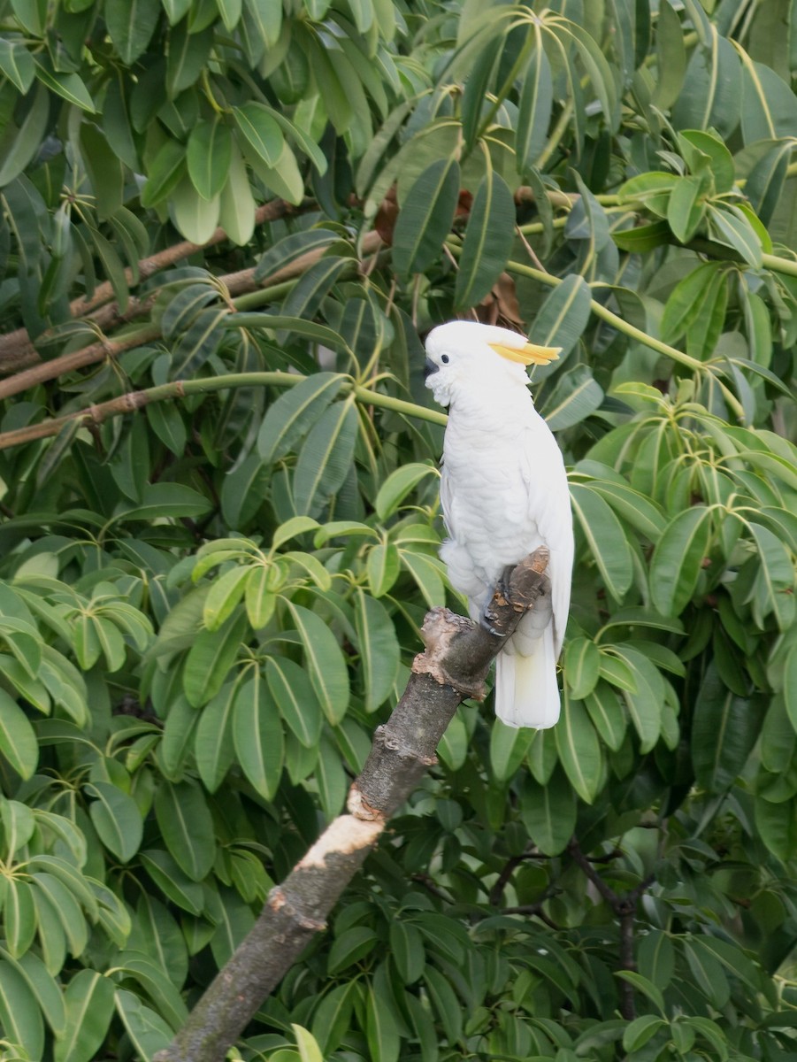 Yellow-crested Cockatoo - ML621305155