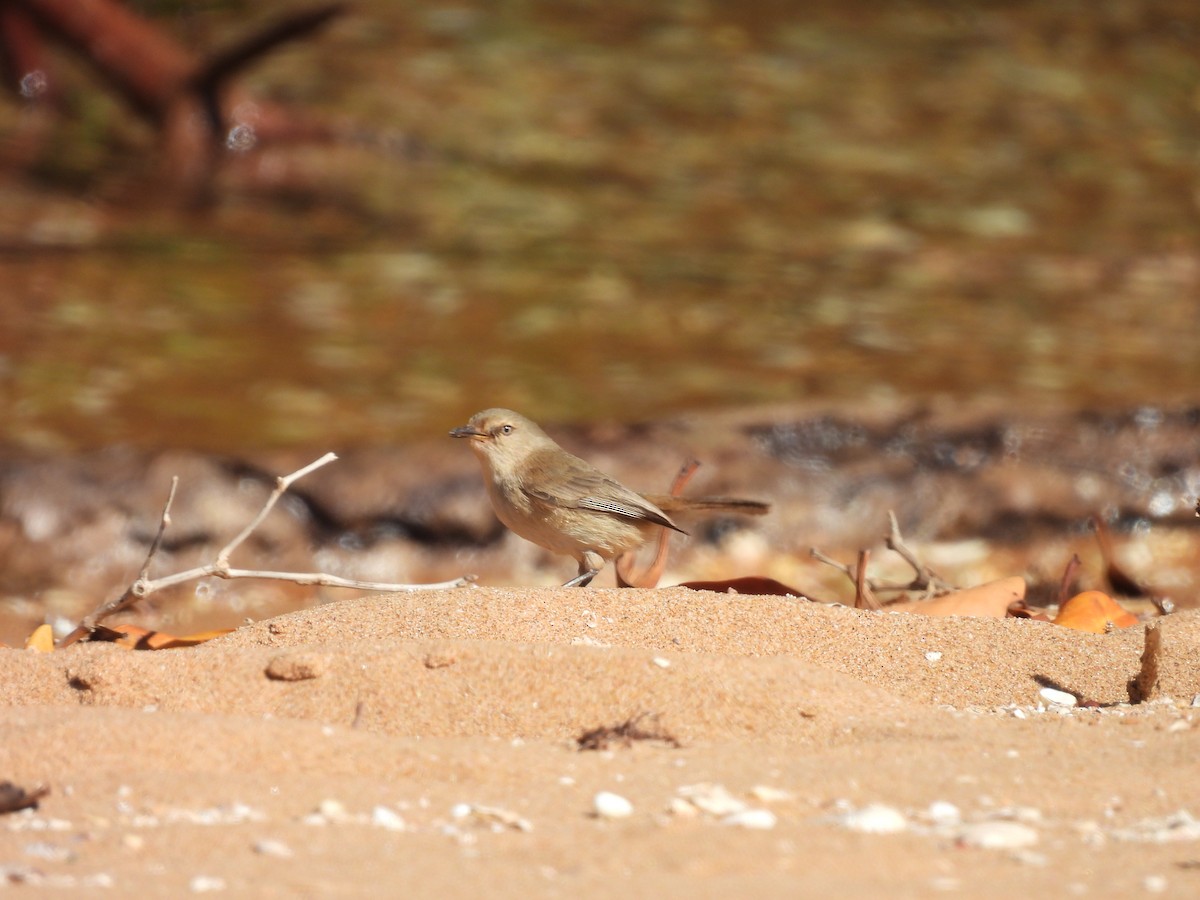 Dusky Gerygone - Chanith Wijeratne