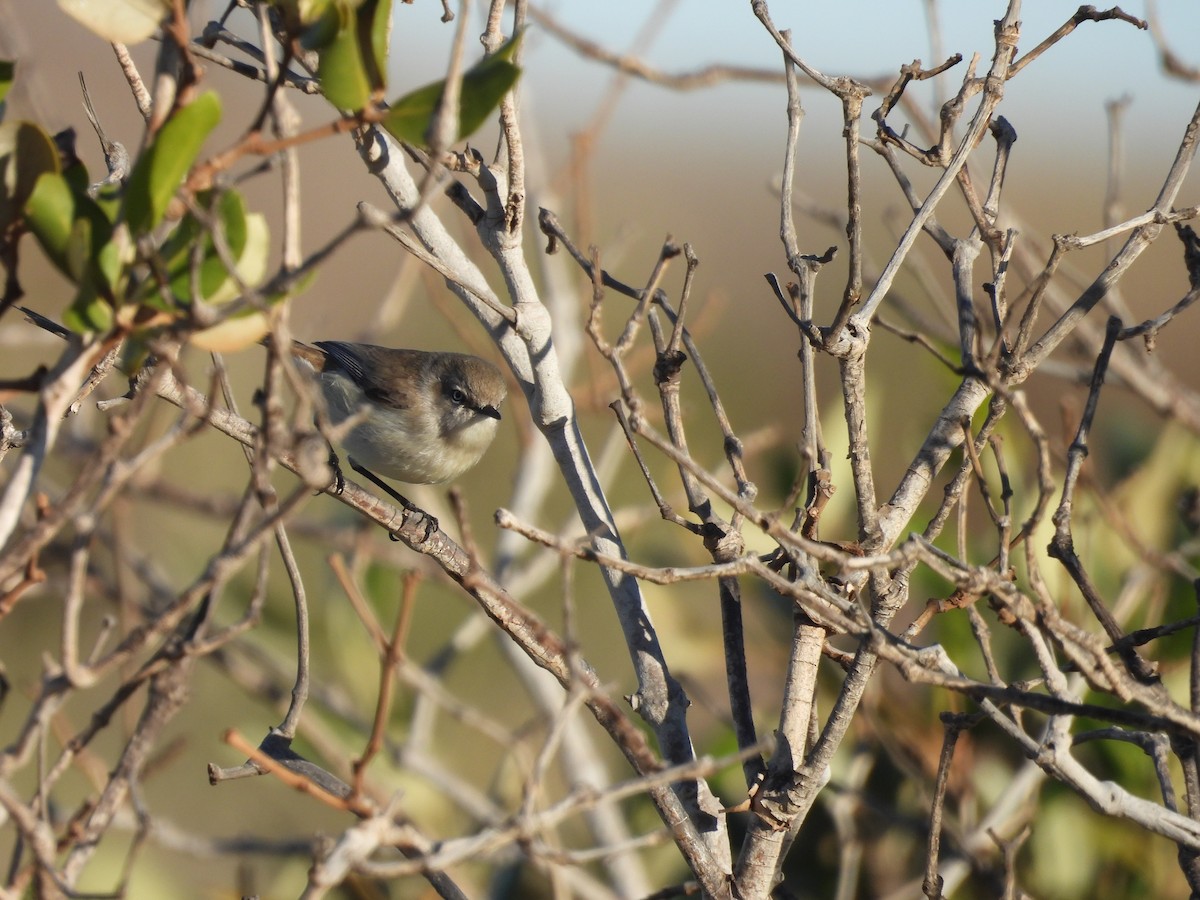 Dusky Gerygone - ML621305197