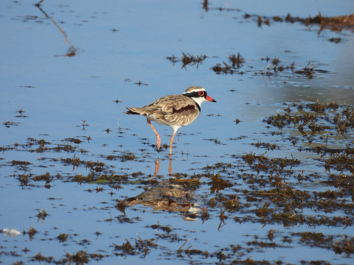 Black-fronted Dotterel - ML621305245