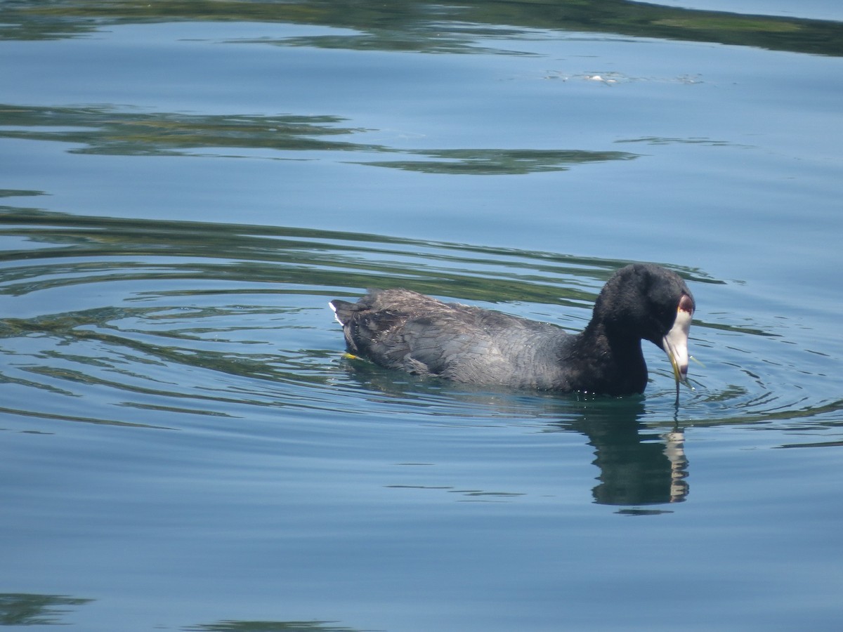 American Coot - ML621305362