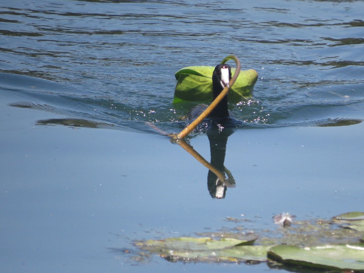 American Coot - ML621305363