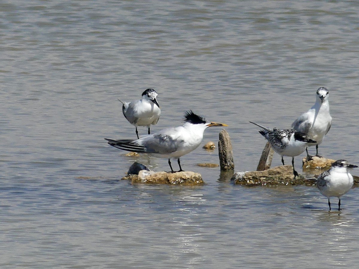 Sandwich x Elegant Tern (hybrid) - Jose M. Criado